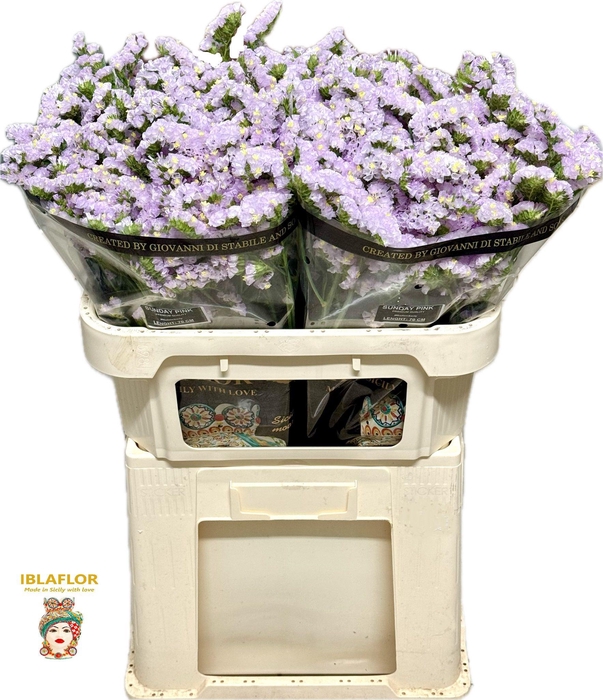 <h4>Lim S Sunday Pink</h4>