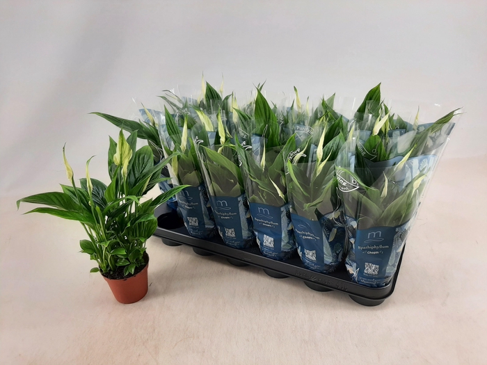 <h4>SPATH CHOPIN</h4>