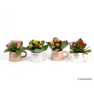 KALANCHOE BLOSSFELDIANA 'MINI' E 4220