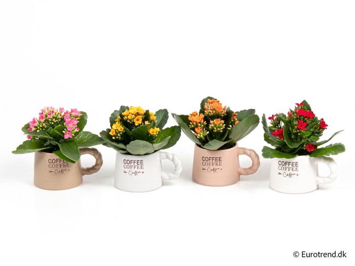 <h4>KALANCHOE BLOSSFELDIANA 'MINI' E 4220</h4>