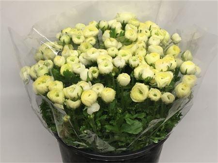 <h4>Ran El Creme Extra</h4>