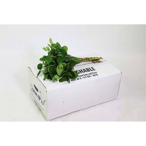 SALAL  TIPS WHITE BOX