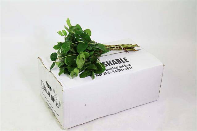 <h4>SALAL  TIPS WHITE BOX</h4>