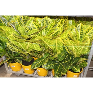CROTON CANARINHO P24