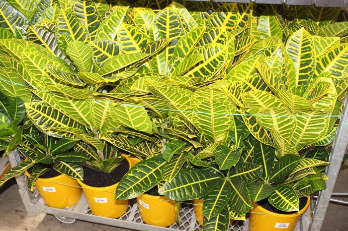 <h4>CROTON CANARINHO P24</h4>