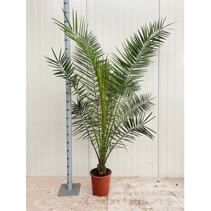 PHOENIX CANARIENSIS