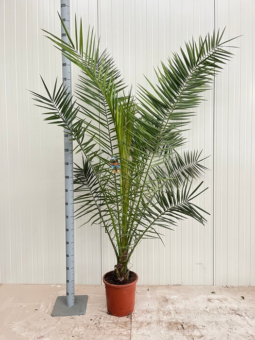 <h4>PHOENIX CANARIENSIS</h4>