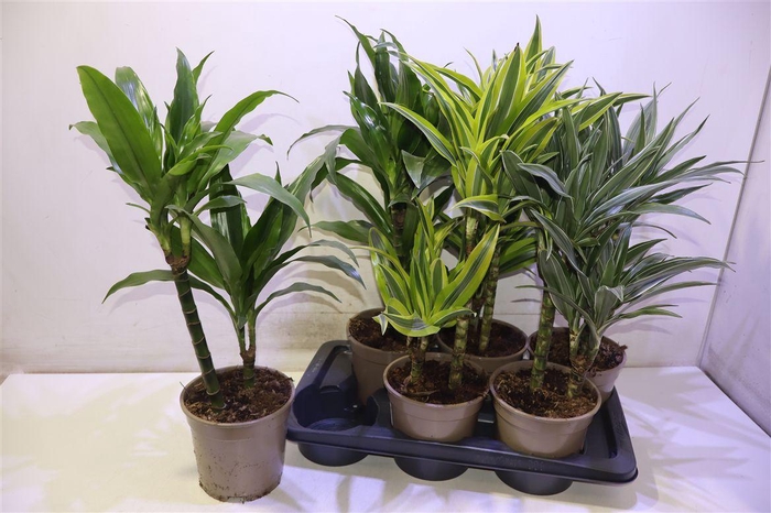 <h4>arr8 Dra De Ov Gem</h4>