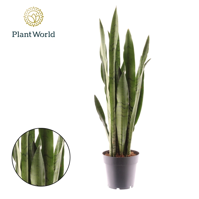 <h4>Sansevieria Spearmint</h4>