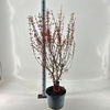Acer palmatum Jerre Schwartz
