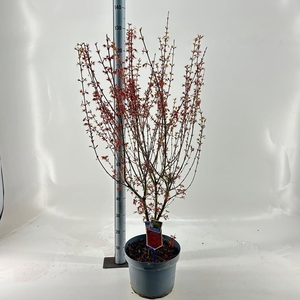 Acer palmatum Jerre Schwartz