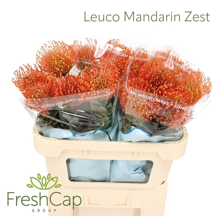 <h4>Leuco Mandarin Zest</h4>