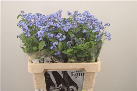 <h4>Myos Al Blue Memory</h4>