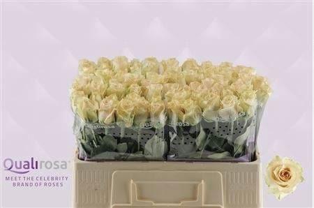 <h4>R Gr Quicksand</h4>