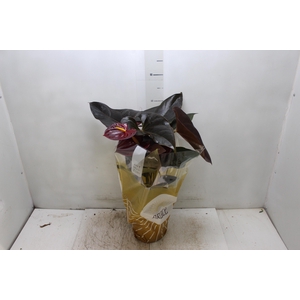 ANTHURIUM DELICATA P17