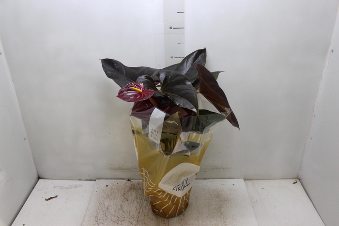 <h4>ANTHURIUM DELICATA P17</h4>