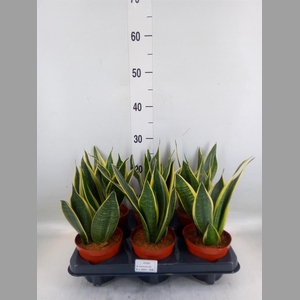 Sansevieria  'Star Canary'