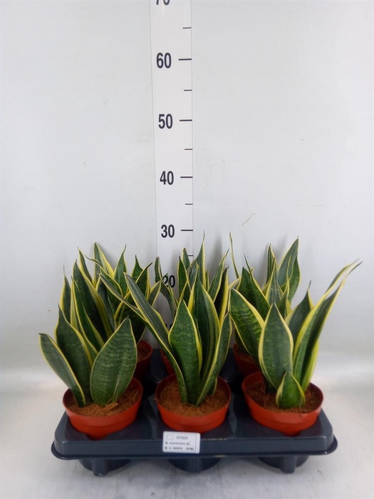 <h4>Sansevieria  'Star Canary'</h4>