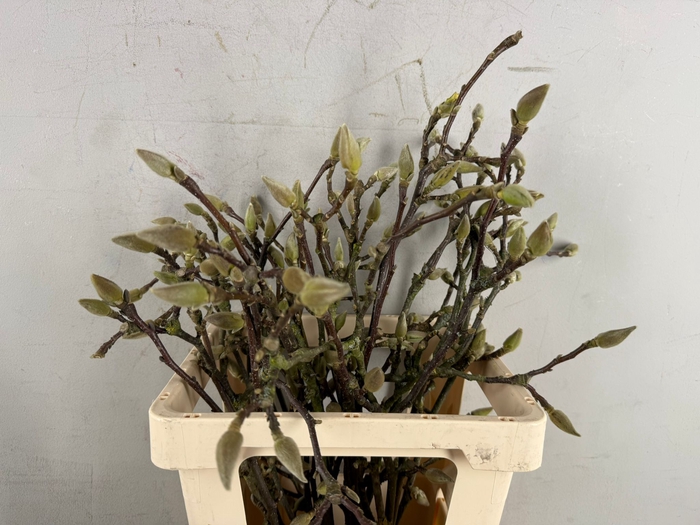 MAGNOLIA SOULANGEANA 055CM