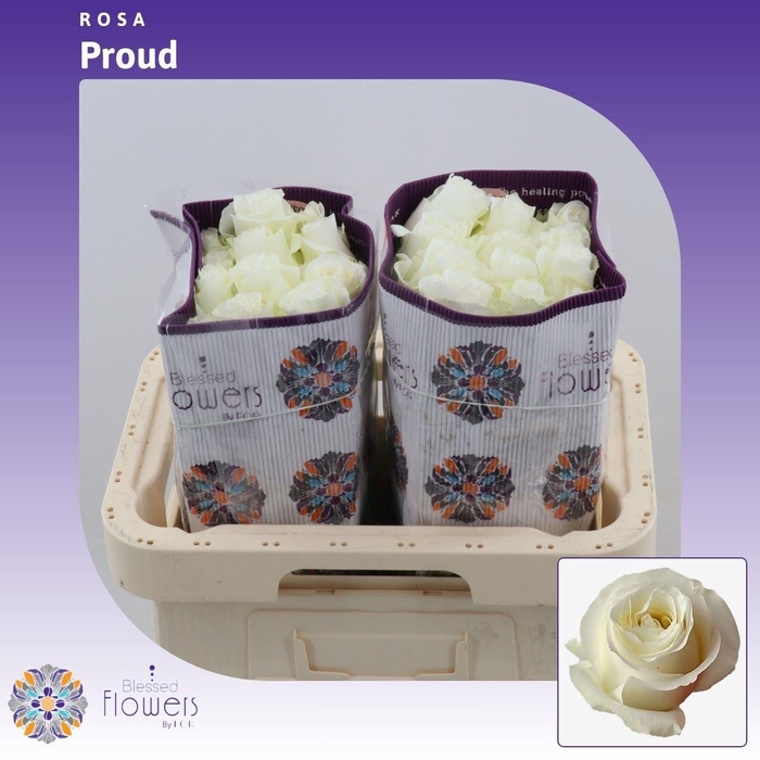<h4>Rosa gr Proud</h4>
