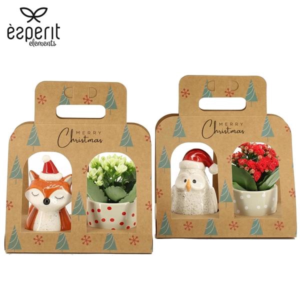 <h4>Kalanchoe blossfeldiana gevuld Rosalina Don Collection</h4>