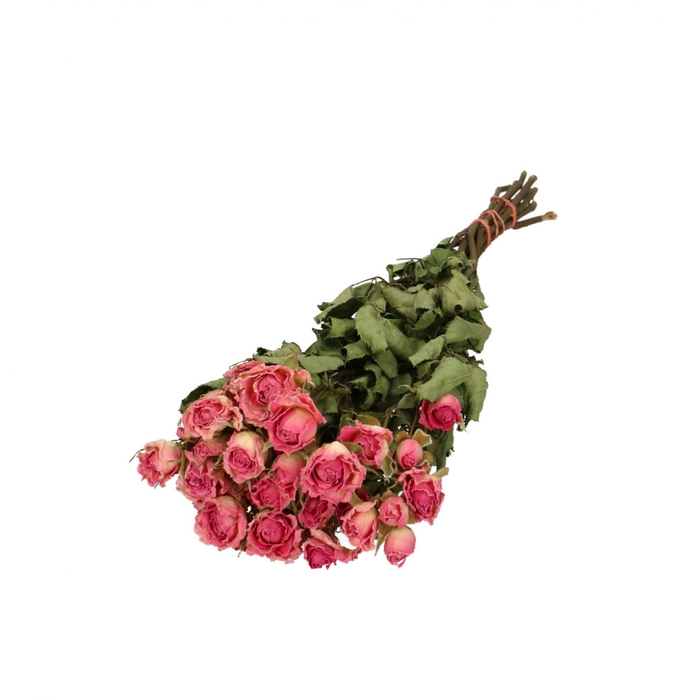 <h4>Droogbloem Roos vertakt 40cm x10</h4>