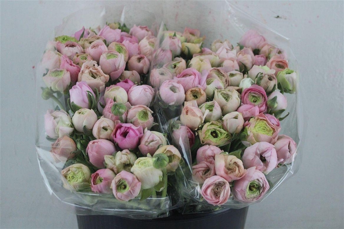 <h4>Ran Elegance Pastel</h4>