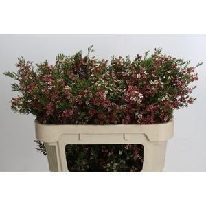 Chamelaucium My Sweet 16