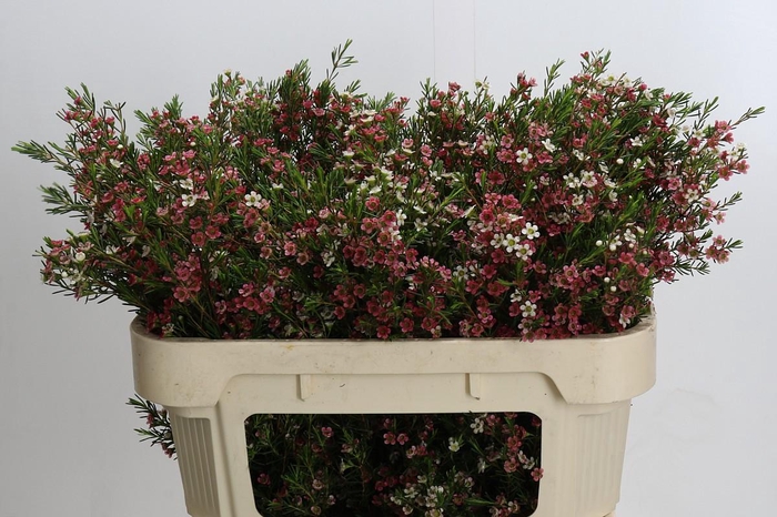 <h4>Chamelaucium My Sweet 16</h4>