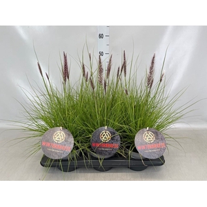 Pennisetum   ...