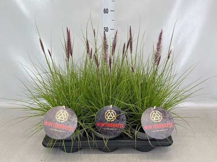 <h4>Pennisetum   ...</h4>