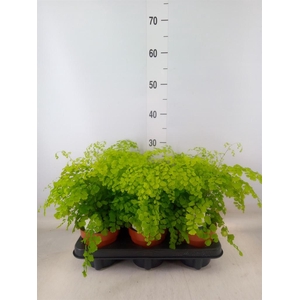 Adiantum raddi. 'Fragrans'