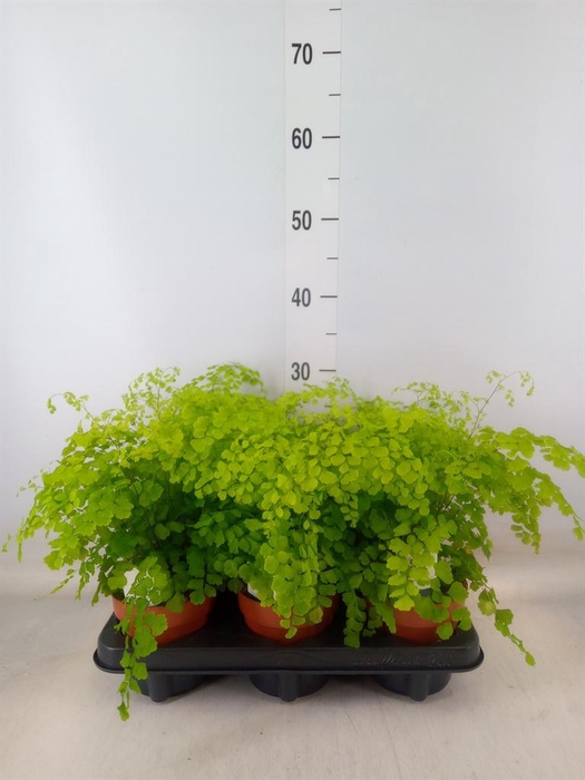 <h4>Adiantum raddi. 'Fragrans'</h4>