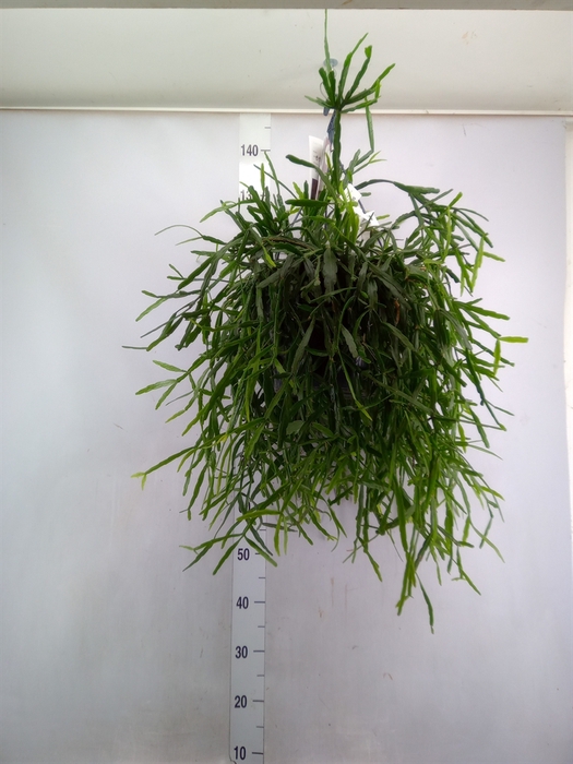 <h4>Rhipsalis   ...</h4>