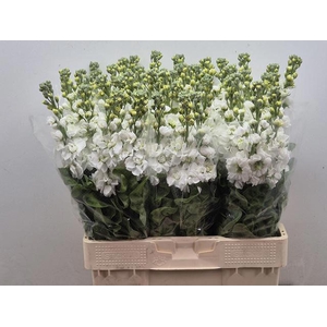 MATTHIOLA INCANA 'AIDA WHITE'