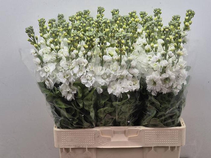 <h4>MATTHIOLA INCANA 'AIDA WHITE'</h4>