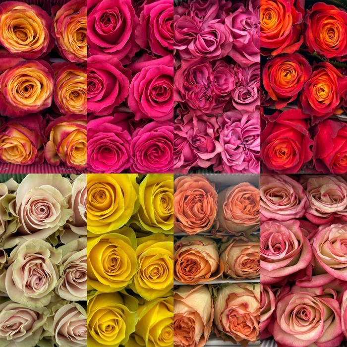 <h4>R Eq Mix 50cm By Box</h4>