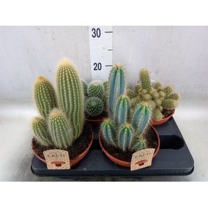 Cactus   ...mix