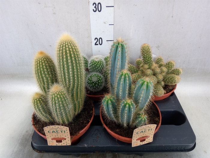 <h4>Cactus   ...mix</h4>