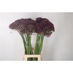 Allium Cherry