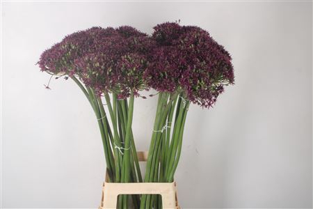 <h4>Allium Cherry</h4>