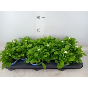 Myosotis sylv. 'Mon Amie White'