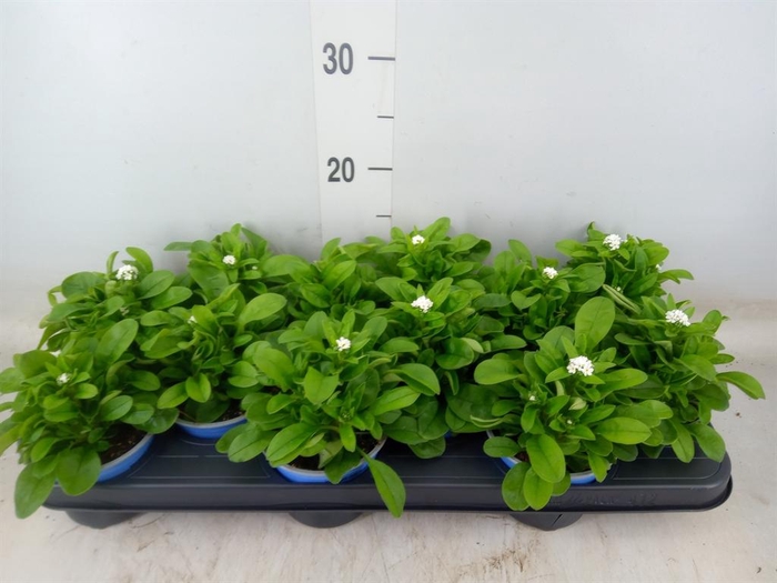 <h4>Myosotis sylv. 'Mon Amie White'</h4>
