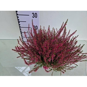CALLU GA G AMETHYST
