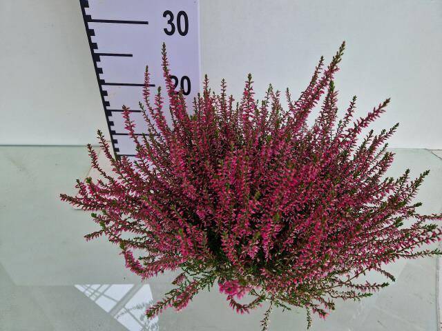 <h4>CALLU GA G AMETHYST</h4>