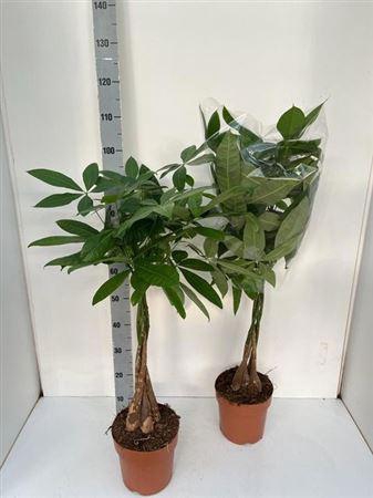<h4>Pachira Aquatica</h4>