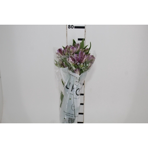 ALSTROEMERIA PLATINA 080 CM