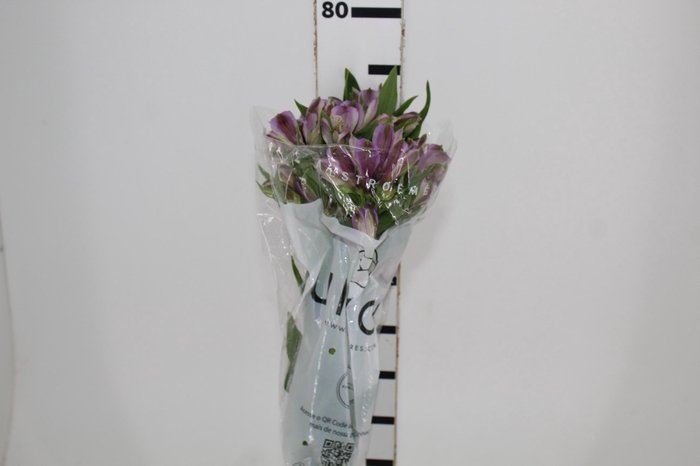 <h4>ALSTROEMERIA PLATINA 080 CM</h4>