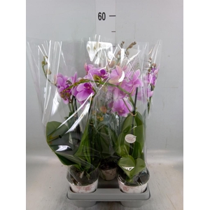 Phalaenopsis   ...lilac