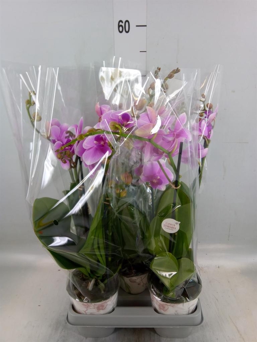 <h4>Phalaenopsis ...lilac</h4>